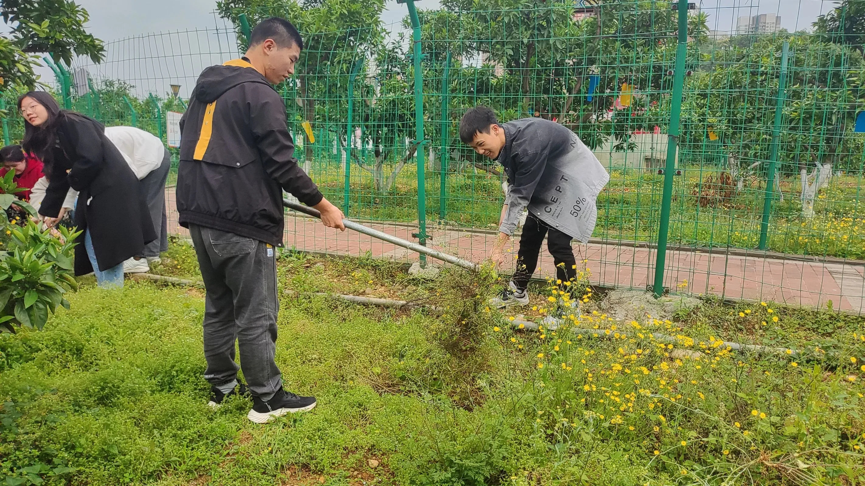 劳动实践课程——柑橘林养护