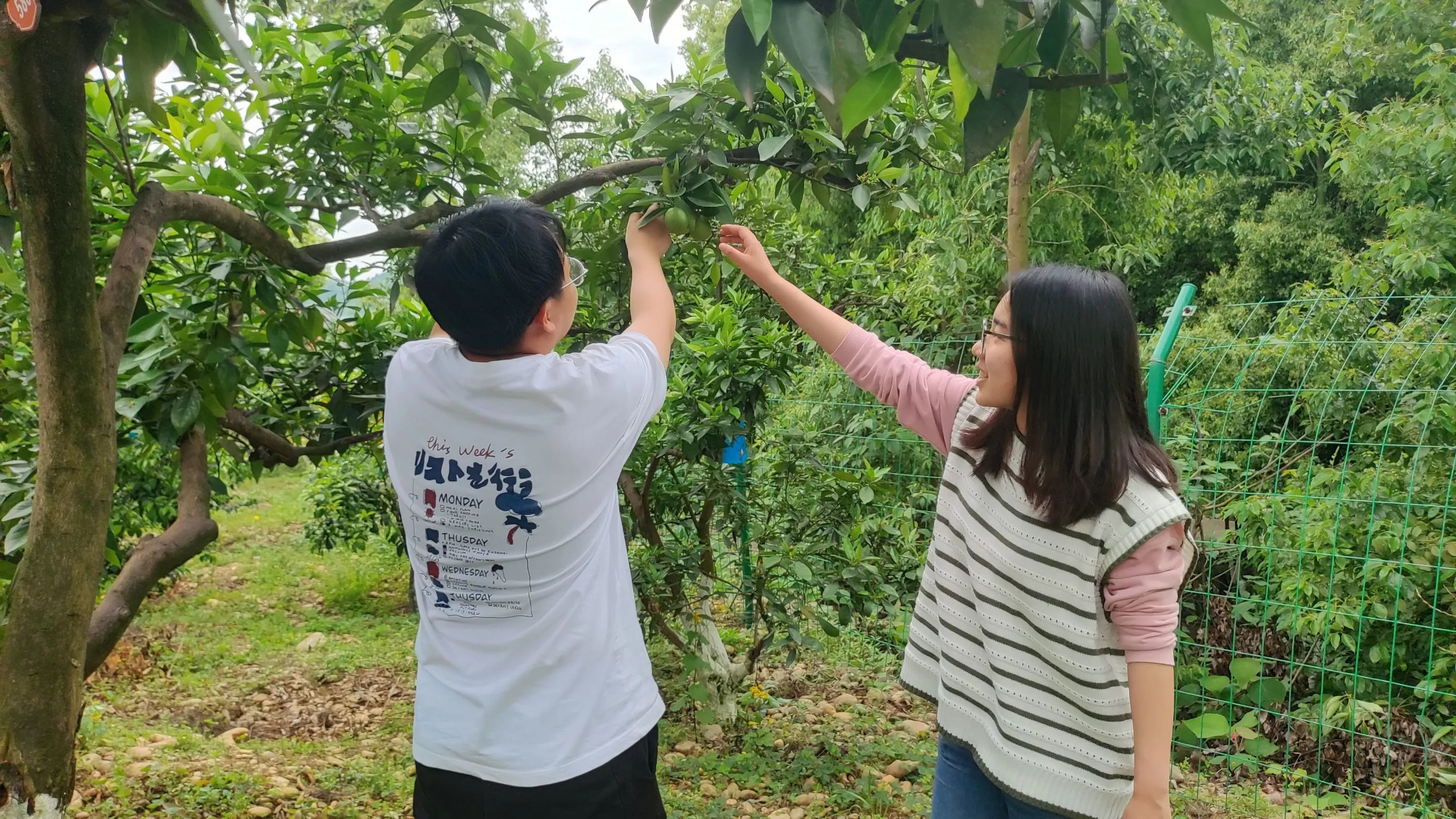 劳动实践课程——柑橘林养护