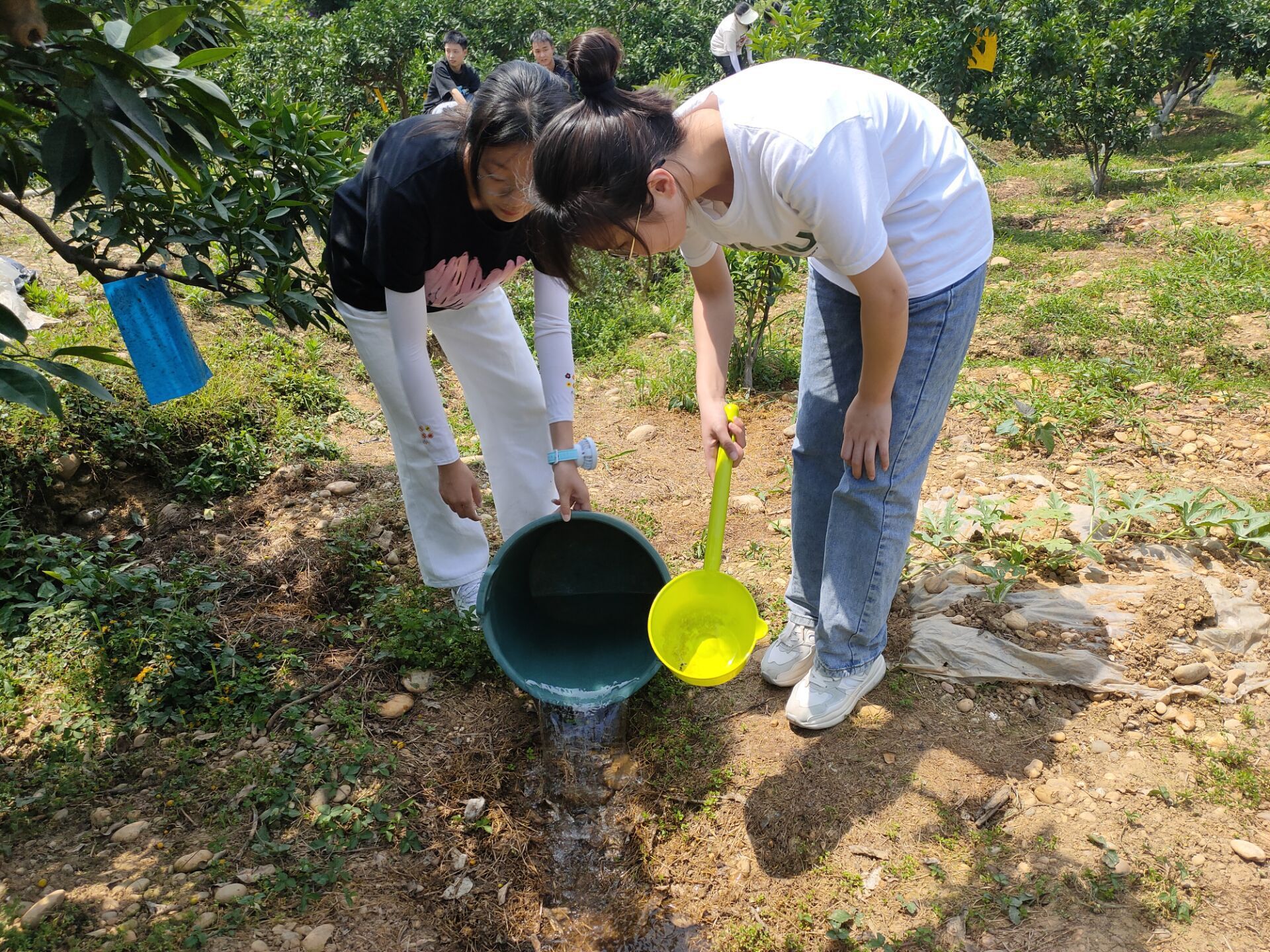 劳动实践课程——柑橘林养护