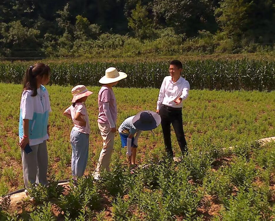 枸杞地.jpg