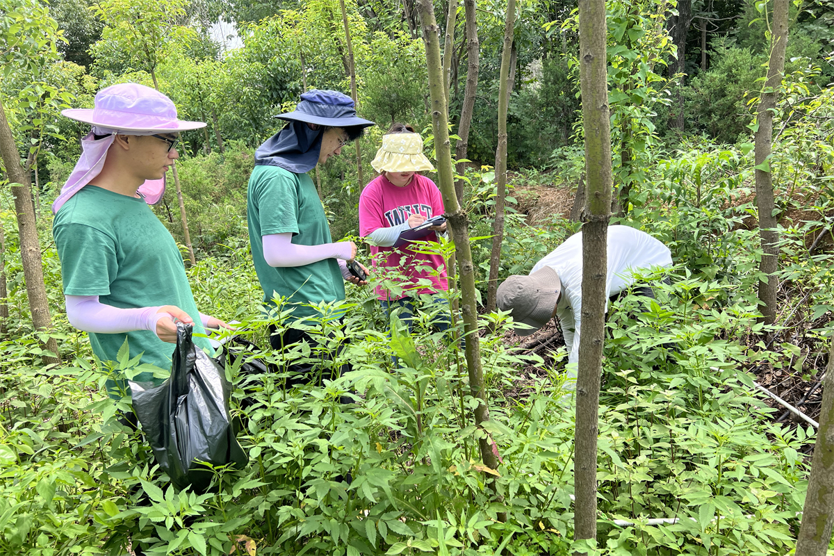 第一次学习入侵植物取样记录（通讯员 贾琦敏 摄）