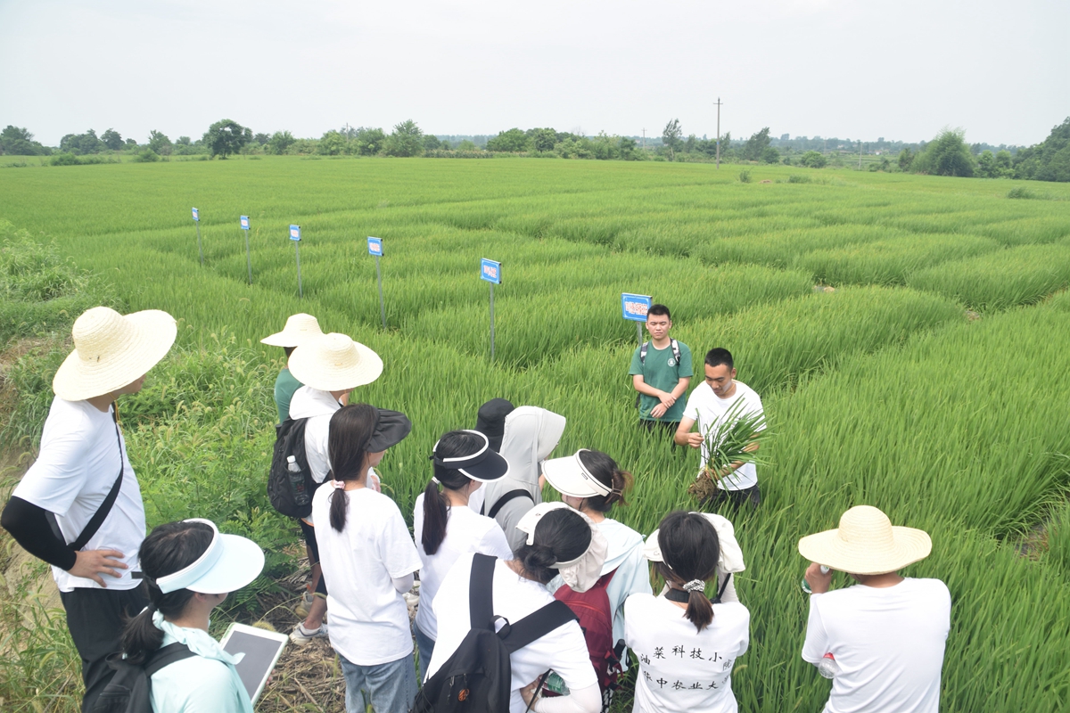 沙洋油菜“科技小院”团队成员贾跃峰学长向同学们介绍秸秆还田试验田中的水稻现状（供图人 通讯员 刘昕怡）