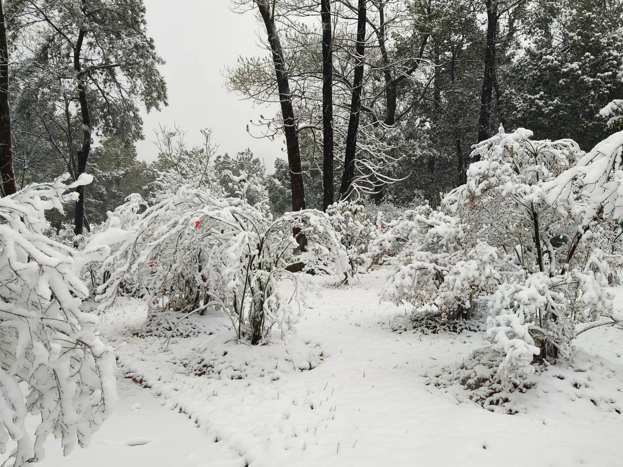 图为井冈山大学的雪景。