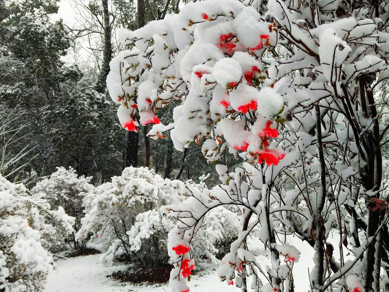 图为雪中映山红。