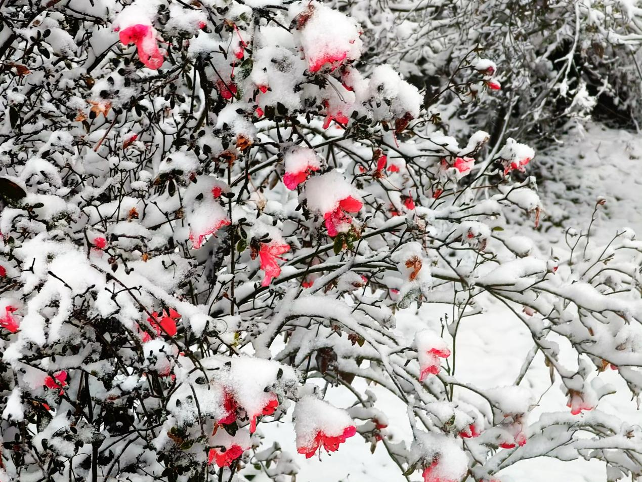 图为雪中映山红。