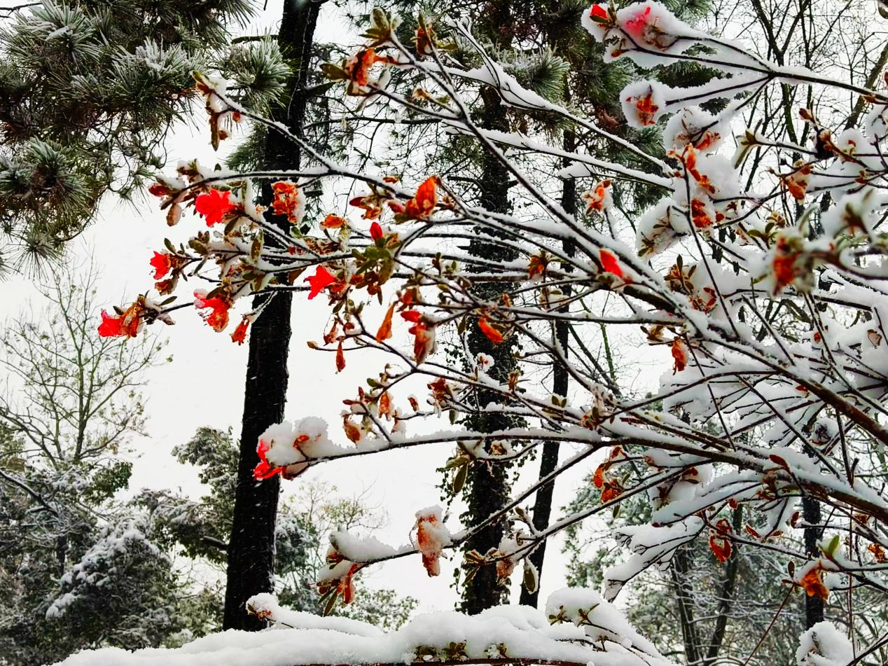 图为雪中映山红。