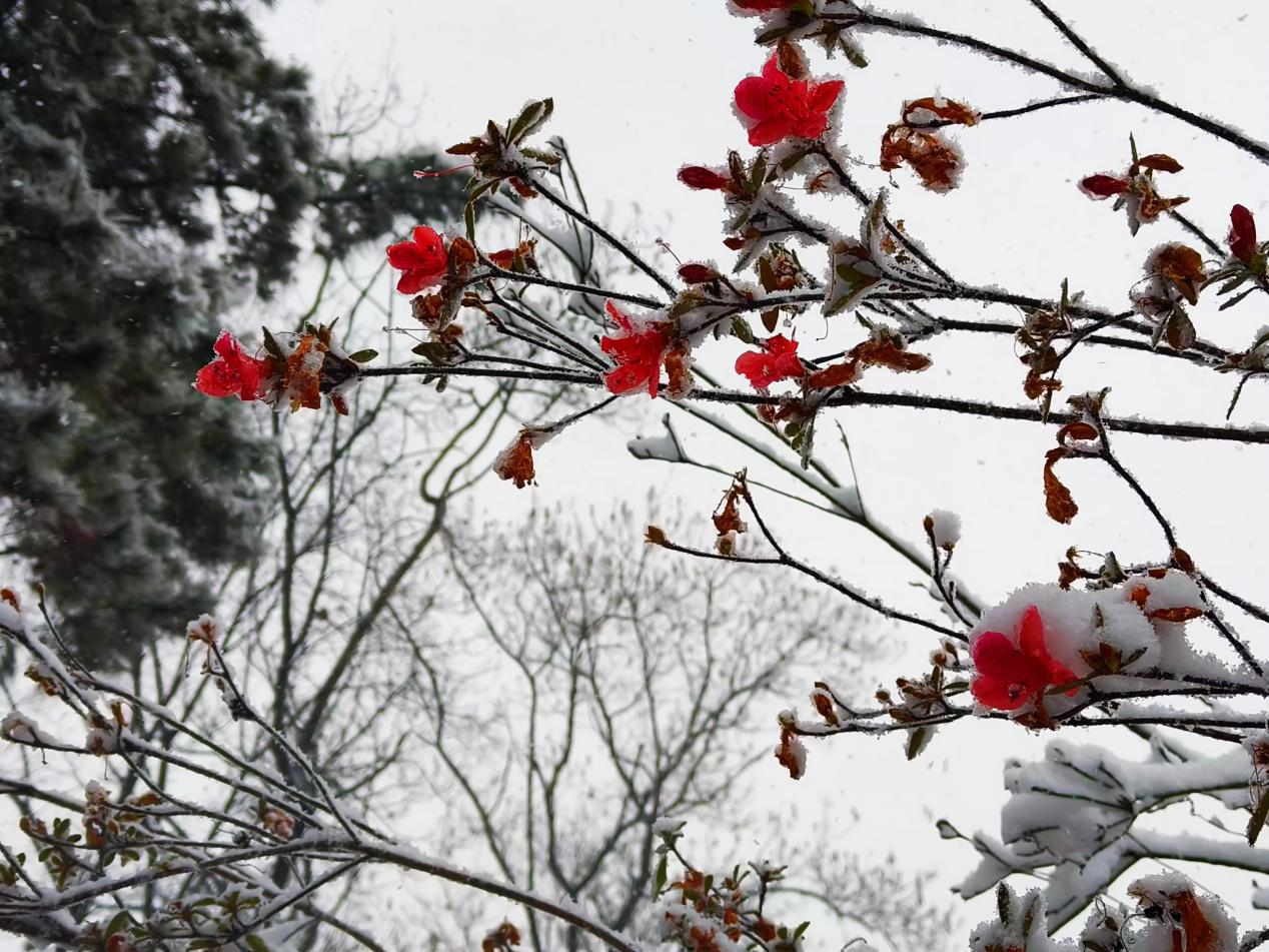 图为雪中映山红。