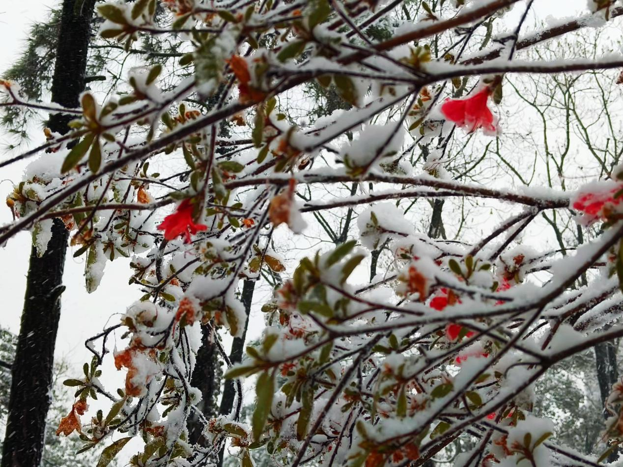图为雪中映山红。