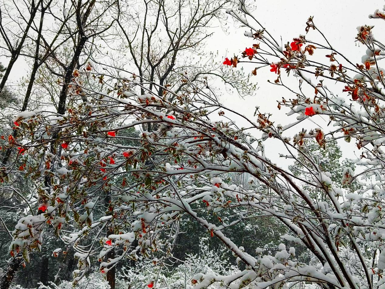 图为雪中映山红。