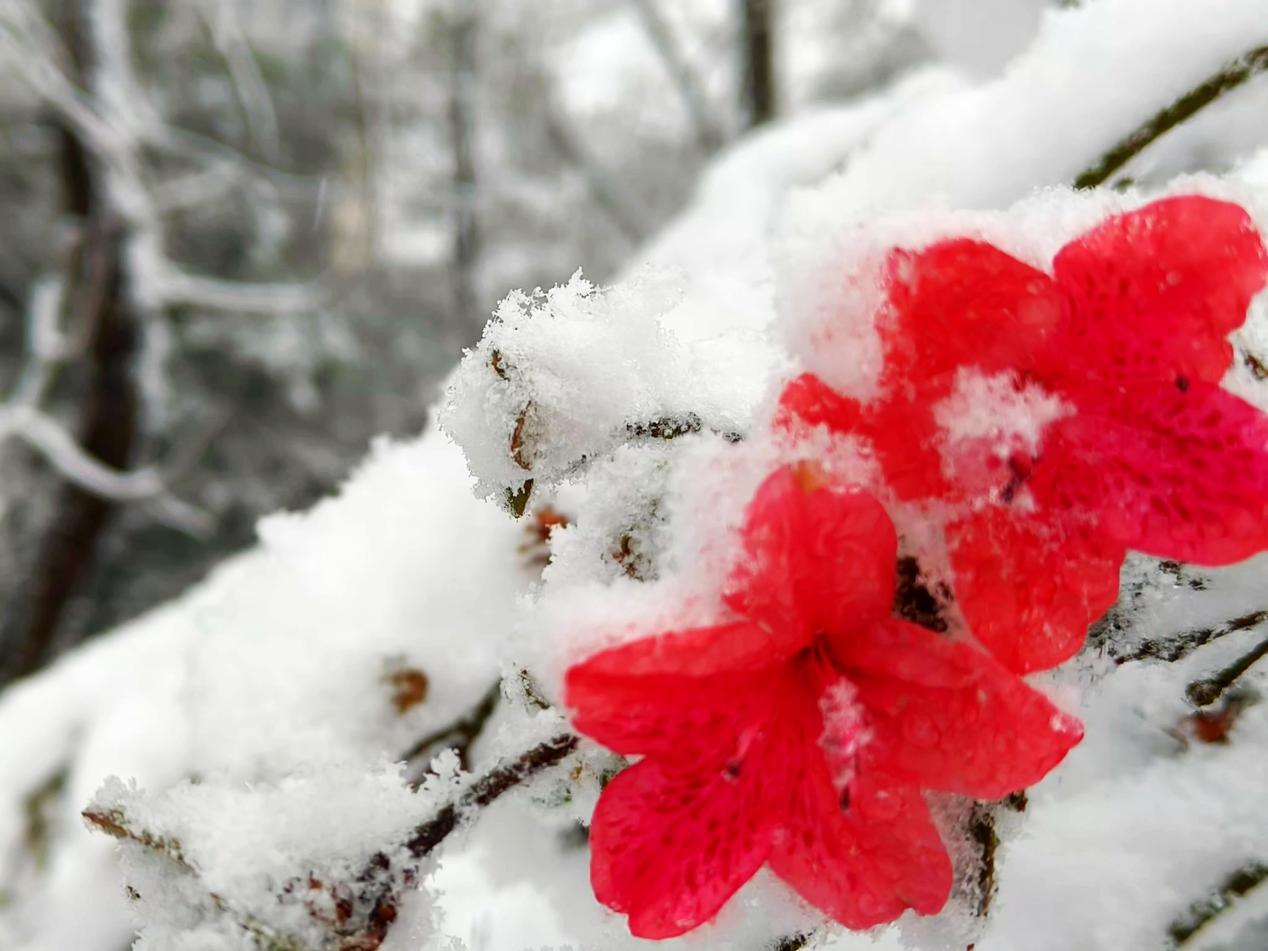 图为雪中映山红。