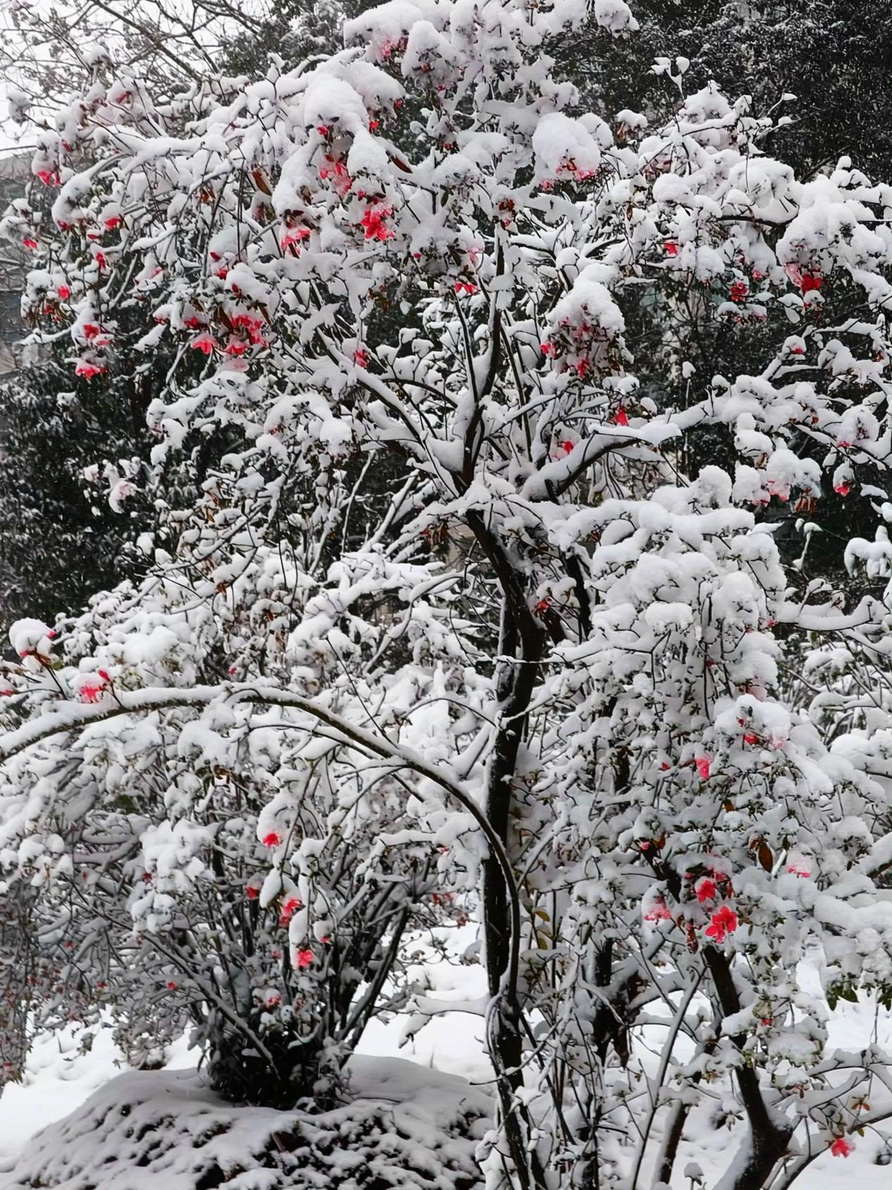 图为雪中映山红。