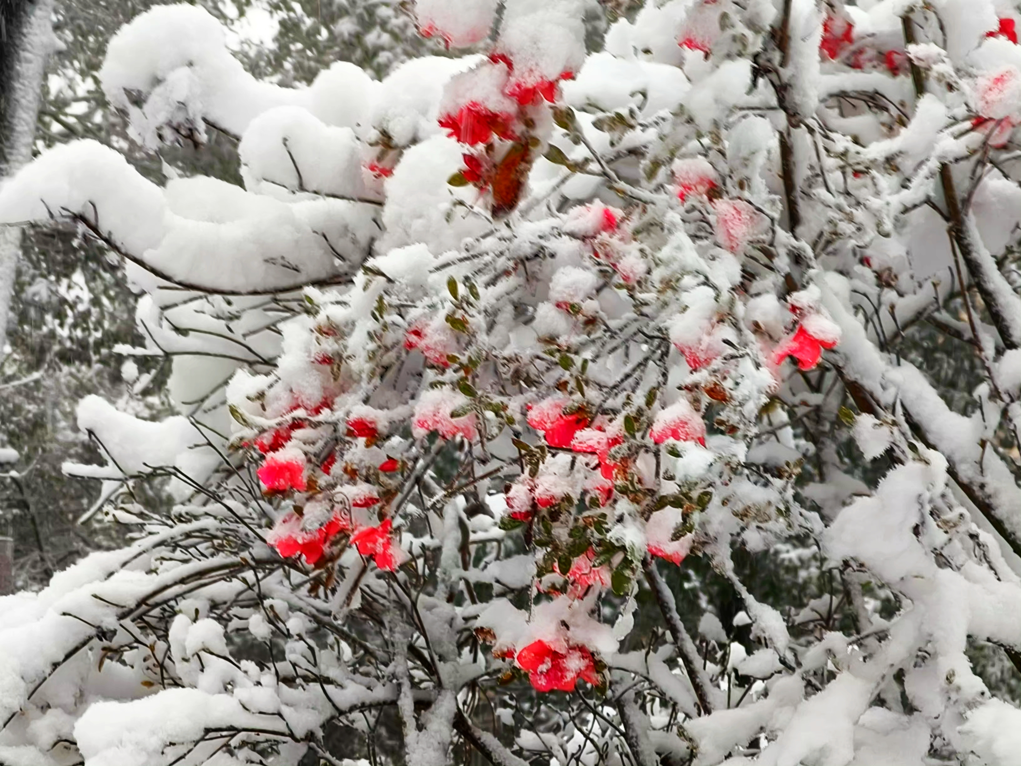 图为雪中映山红。