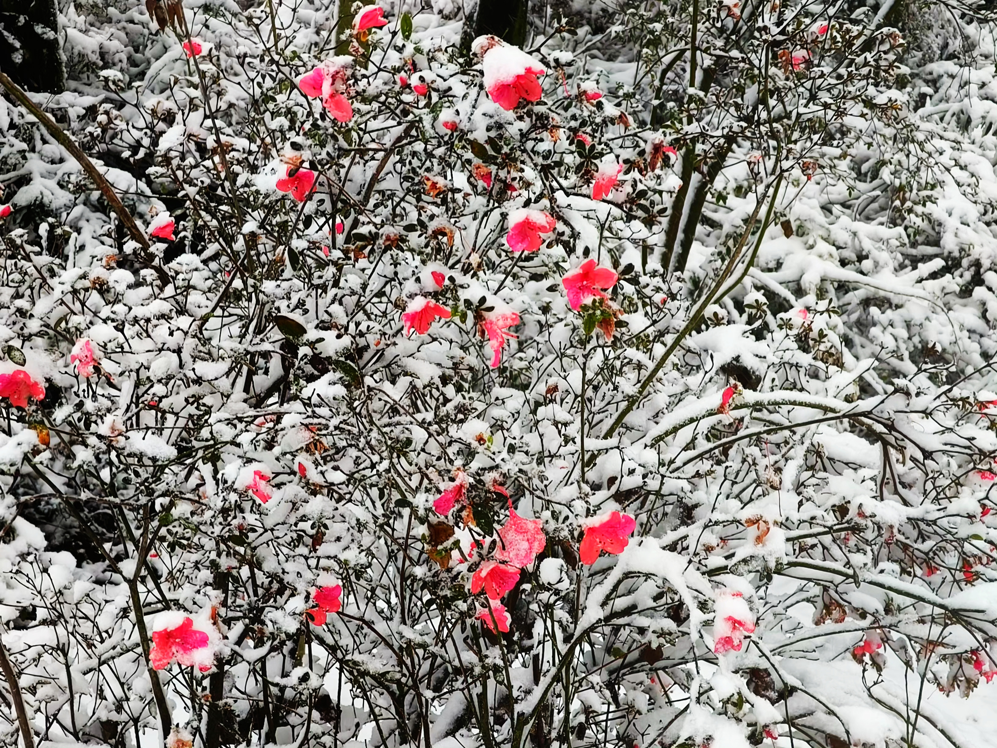 图为雪中映山红。