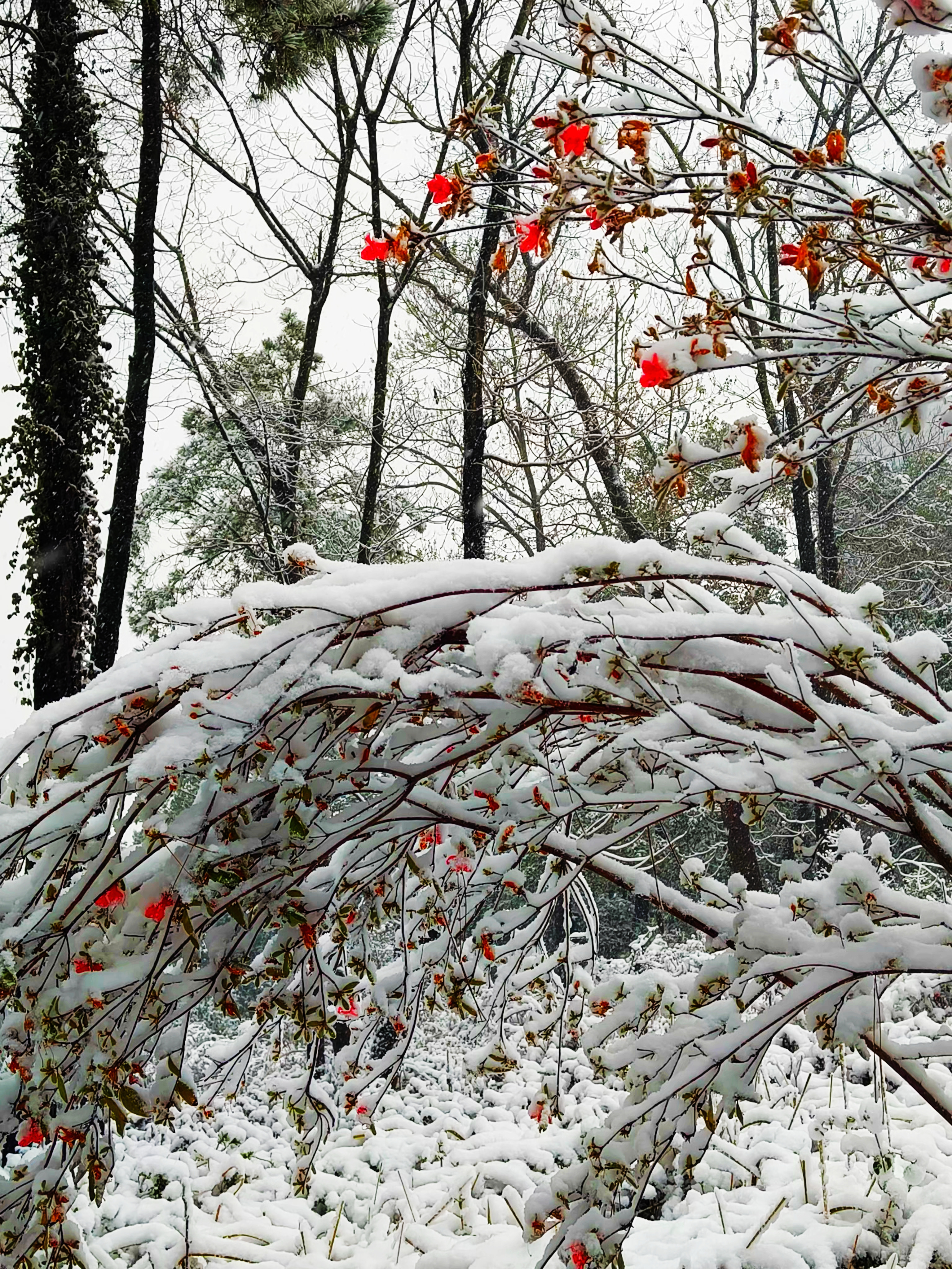 图为雪中映山红。