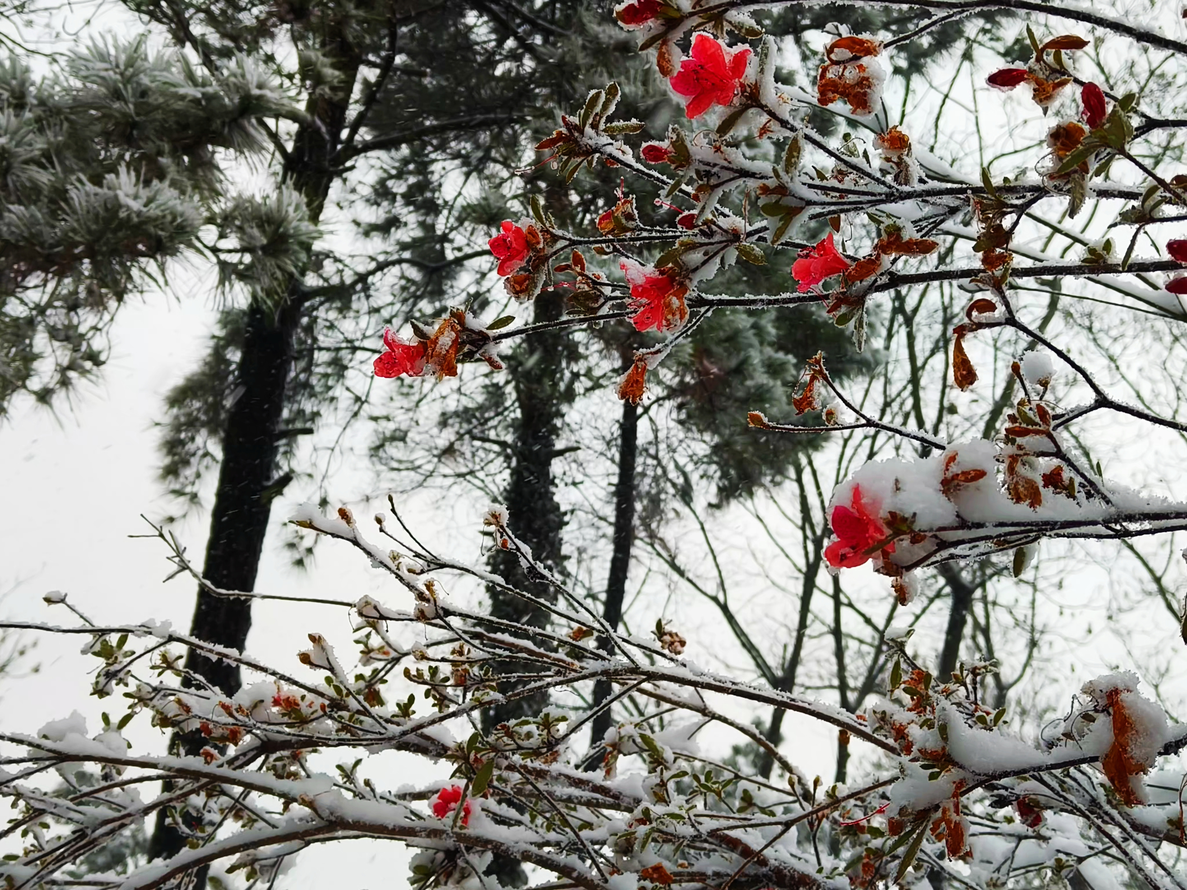 图为雪中映山红。