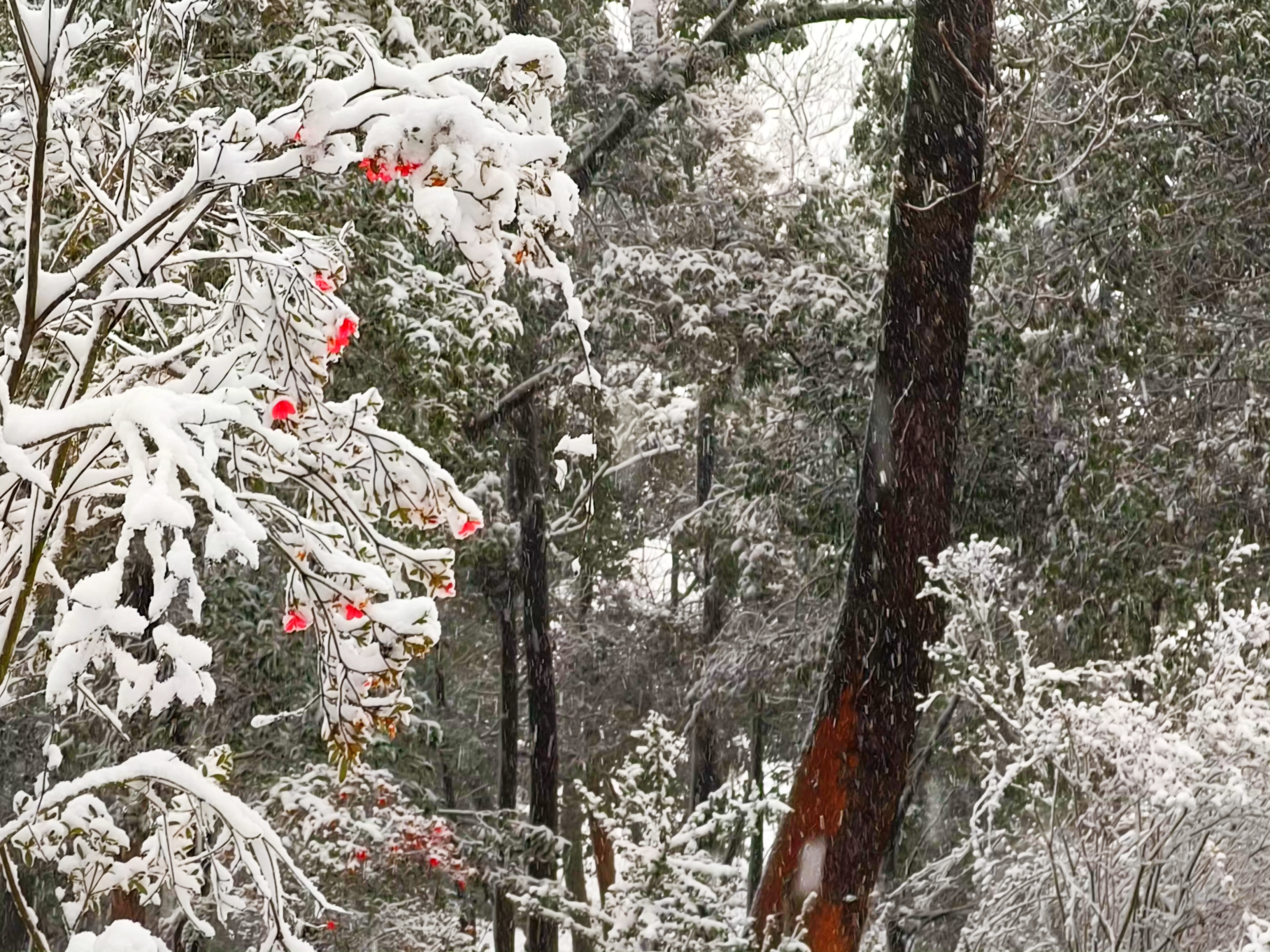 图为雪中映山红。