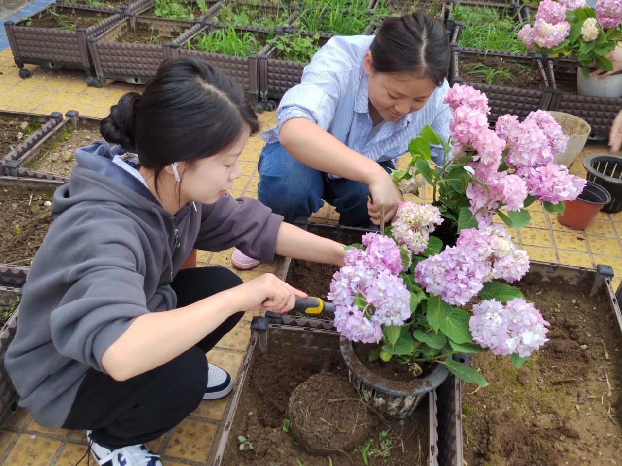 栽培花朵过程.jpg