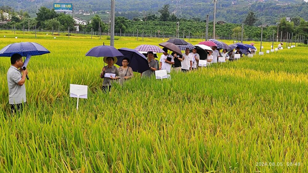 大春1.jpg 大春1.jpg