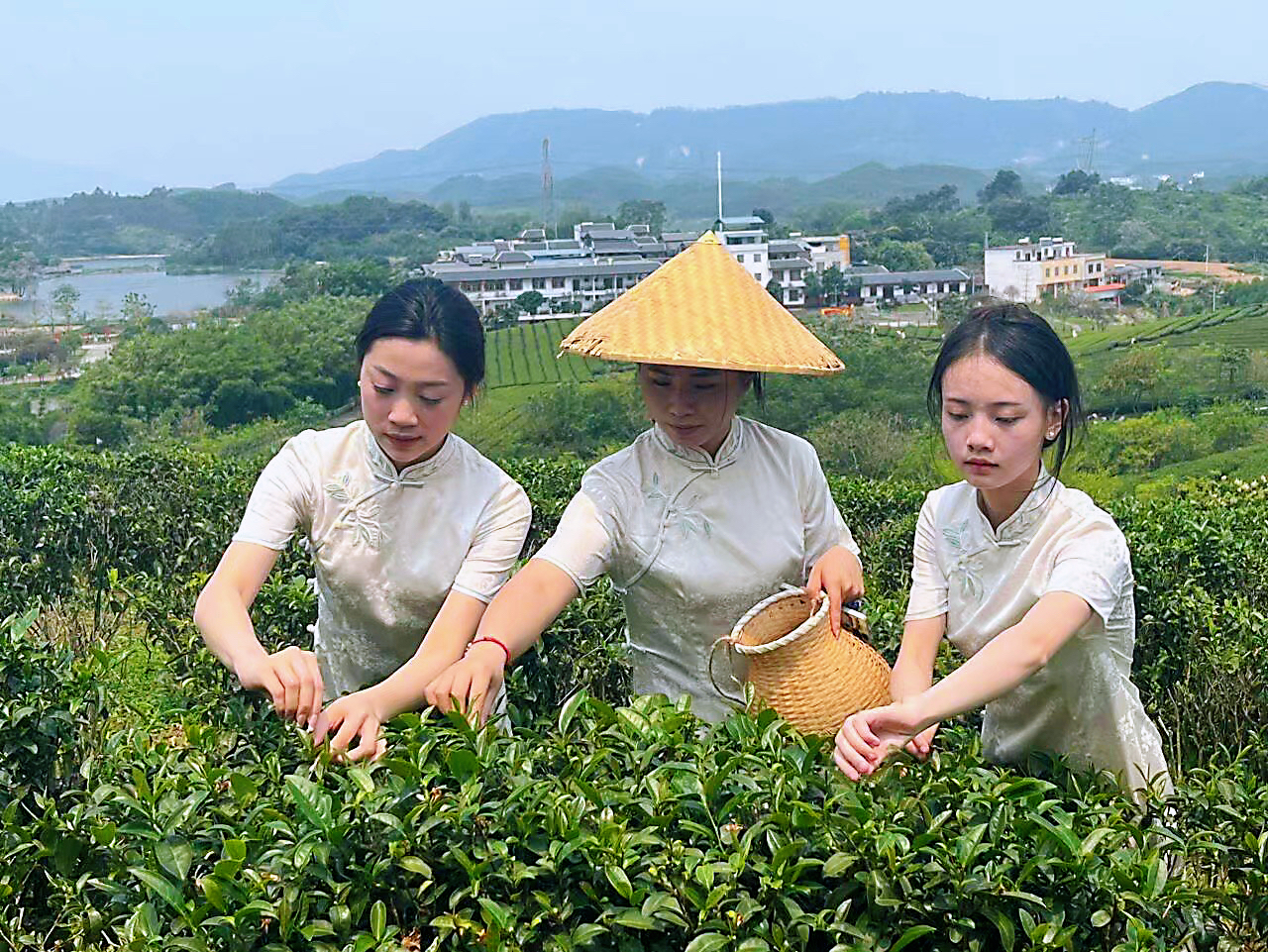 传承非遗技艺采茶、制茶活动1.jpg