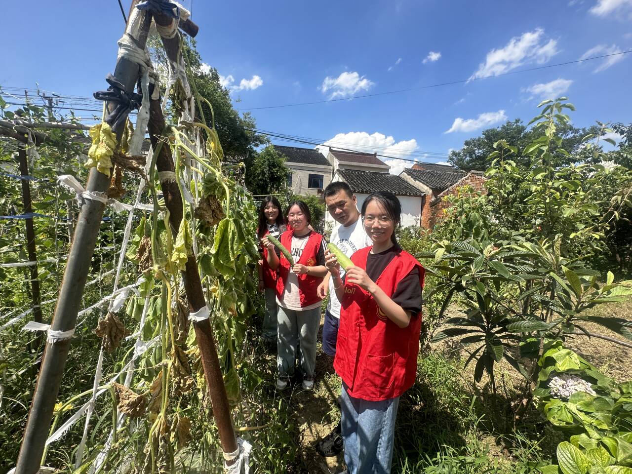 实践团成员林静雯、尚雨涵、赵静茹在田里采摘蔬菜.jpg